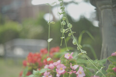 Dischidia million heart