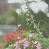 Dischidia million heart