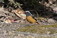 Phoenicurus auroreus