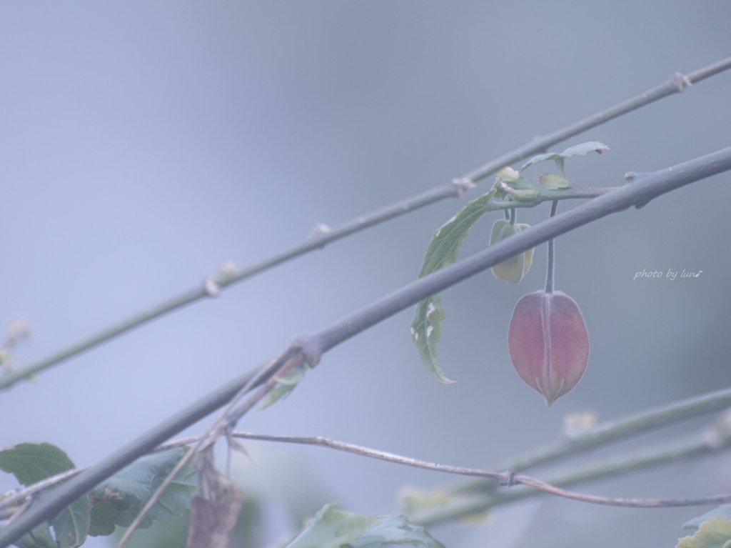 Abutilon megapotamicum