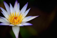 Nymphaea