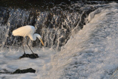 Ardea alba