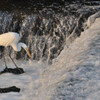 Ardea alba