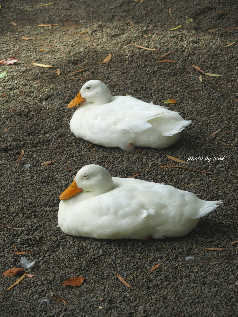 ふたりおだやか