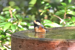 Sittiparus varius