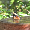 Sittiparus varius