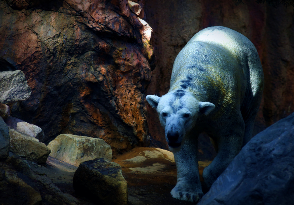 ホッキョクグマ