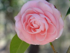 「お花」だけだと普通過ぎるかな