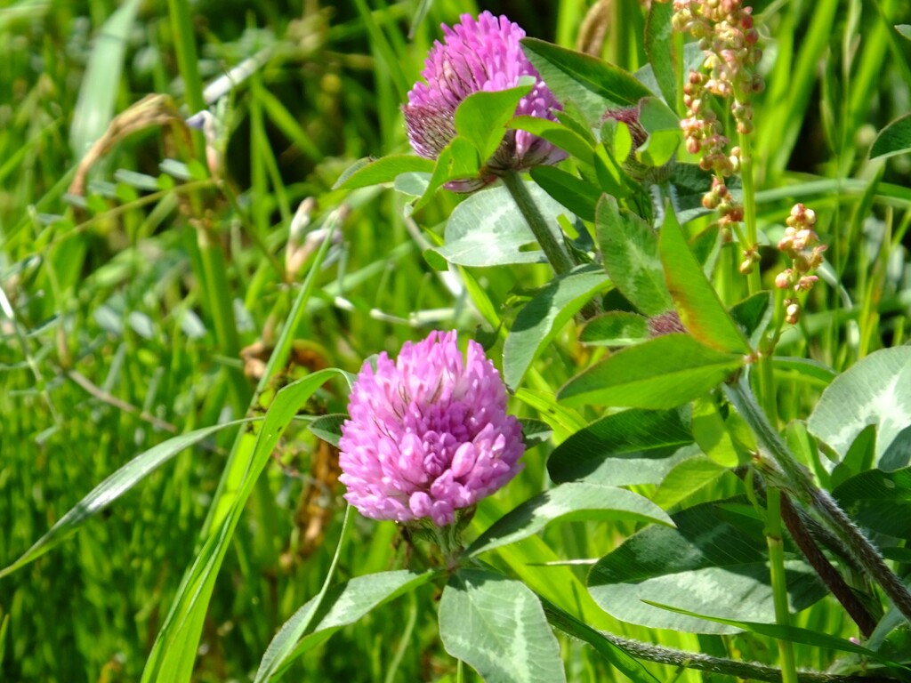 アカツメクサ,,,ん？ピンクじゃない？