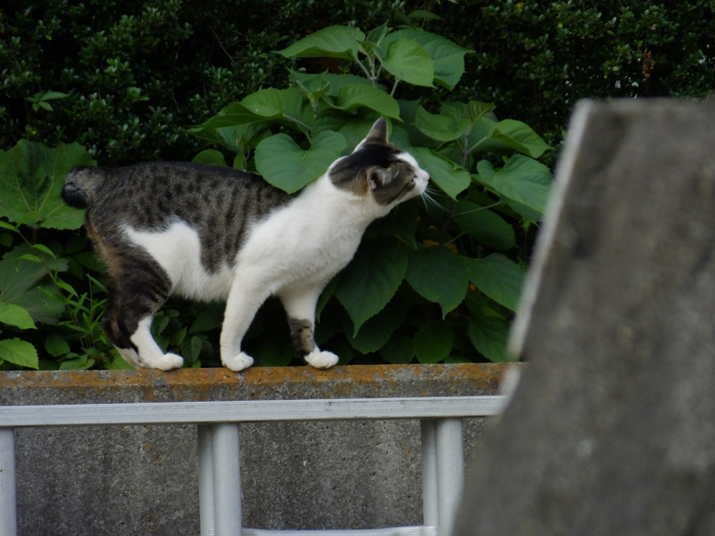 ここから先行けないよ