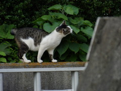 ここから先行けないよ