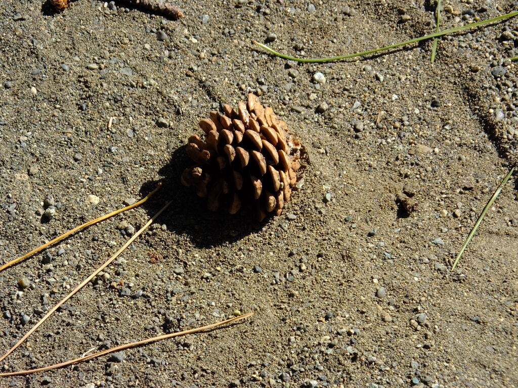 おちぼっくり