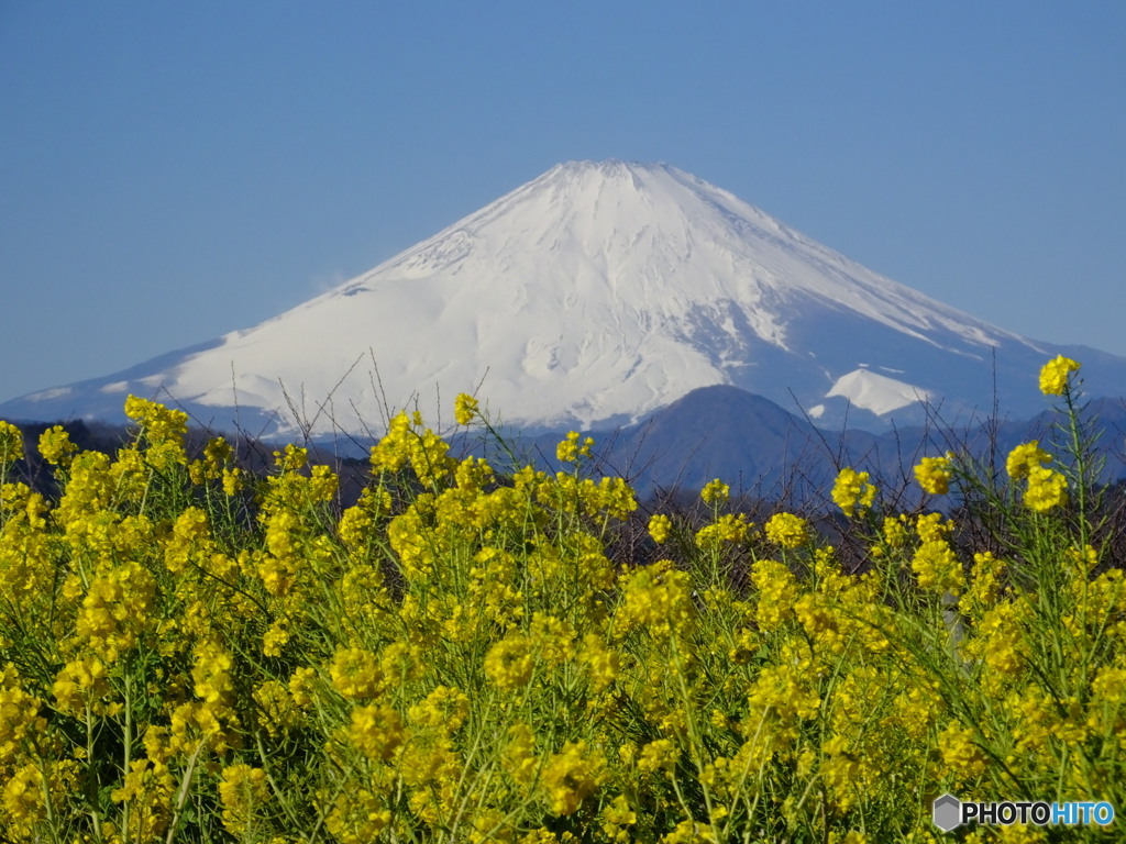 なのはなと富士山