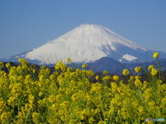 なのはなと富士山