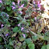 これなんて言うお花？