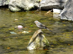 ぼっち鳥