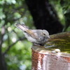 カタツムリ、、、おいしそう、、、(=ﾟωﾟ)ﾉﾉ