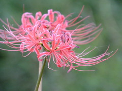 うすピンクの彼岸花