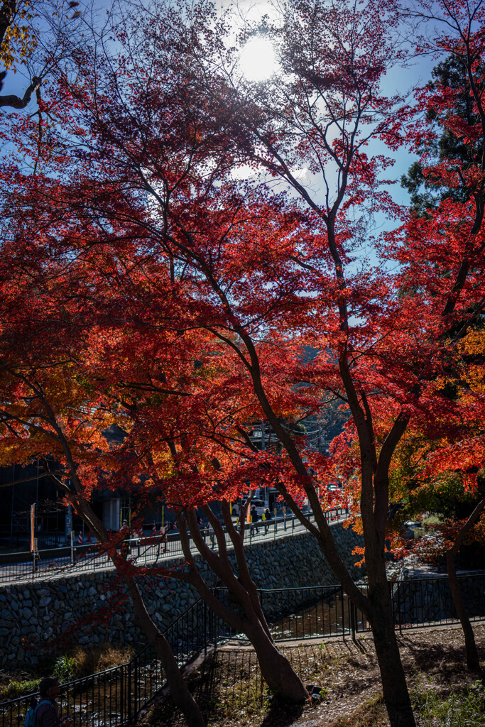 高尾山1