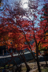 高尾山1