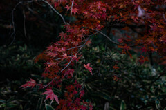 高尾山3