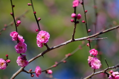 2月初めの梅の花（2）