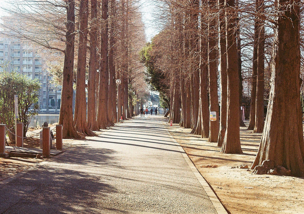 公園の木立