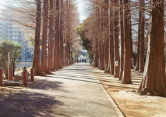 公園の木立