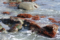 地元の海の海岸2