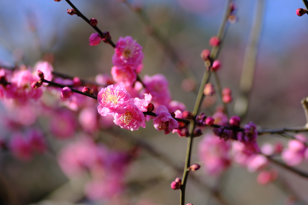 2月初めの梅の花（1）