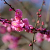 2月初めの梅の花（1）