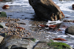 地元の海の海岸4