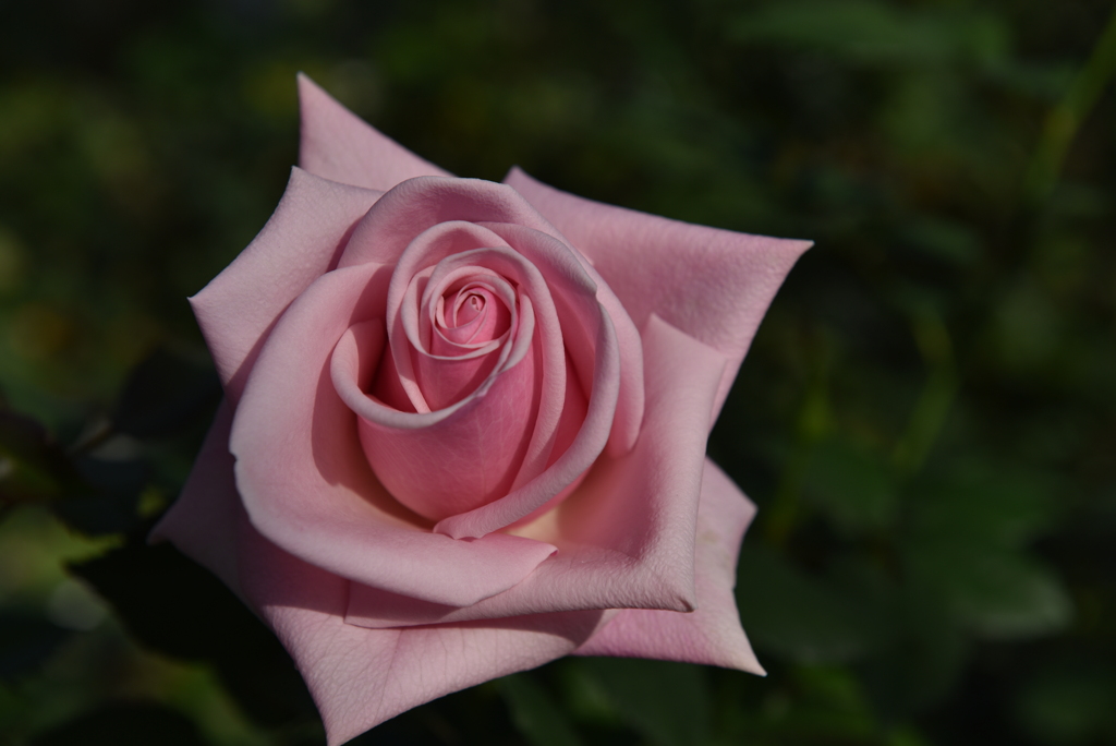 薔薇