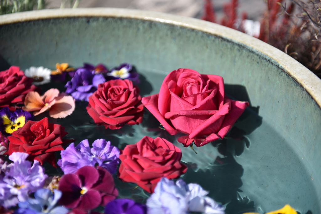 水に浮かぶ薔薇