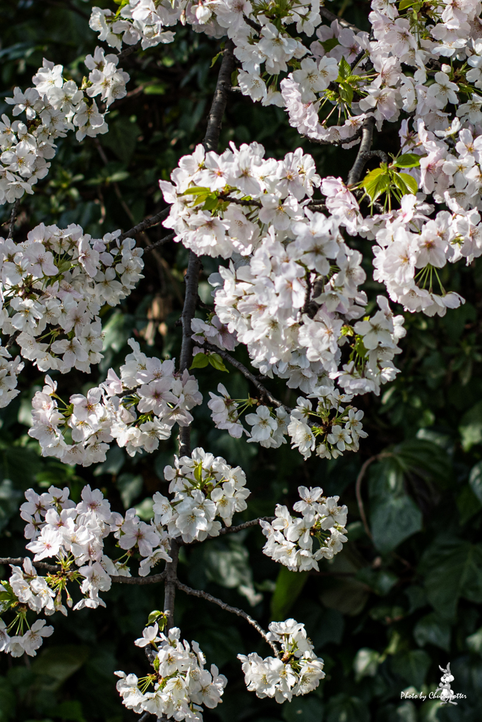 桜 水路に懸かる