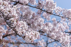 陽気に誘われ花散歩　名残の桜