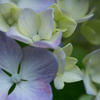 紫陽花1