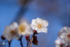 plum blossoms shortly
