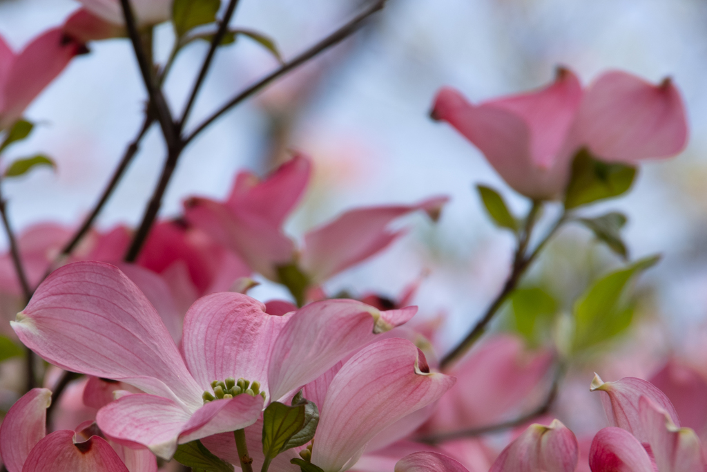 花水木2