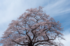 船岡の桜