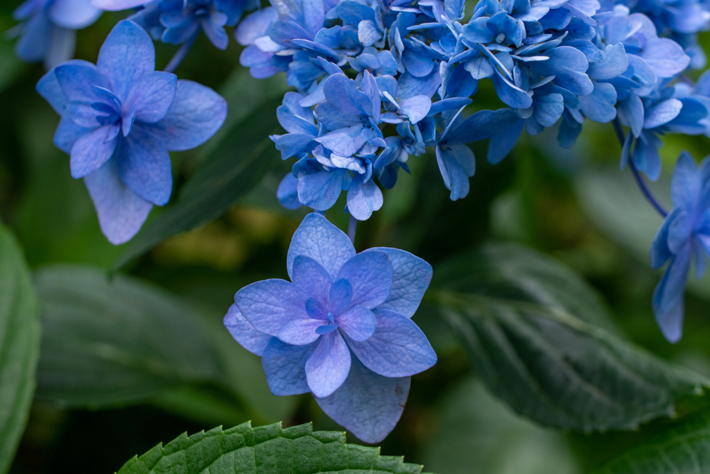 本土寺の紫陽花2