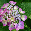 公園の紫陽花　1