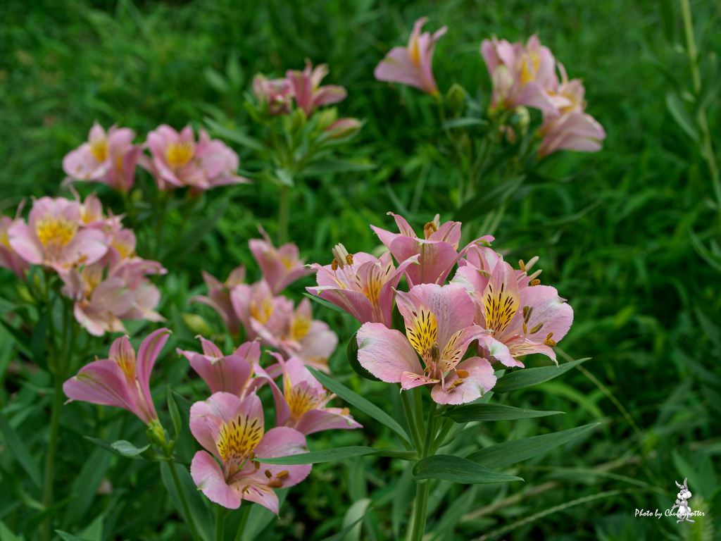 久しぶりに花散歩 3