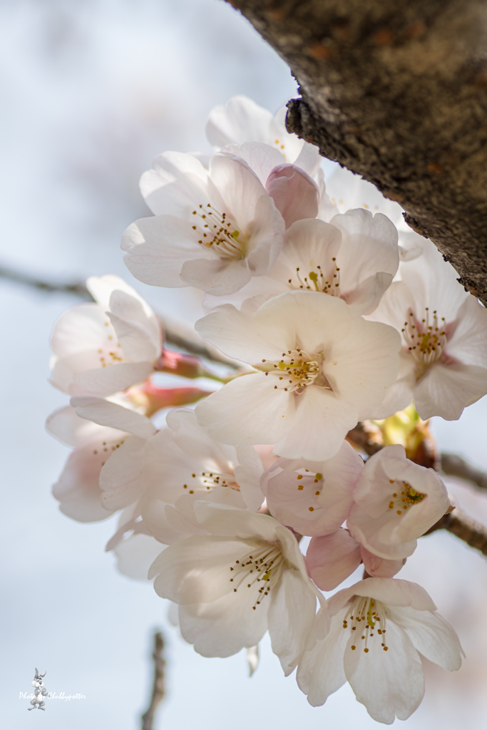 胴吹き桜