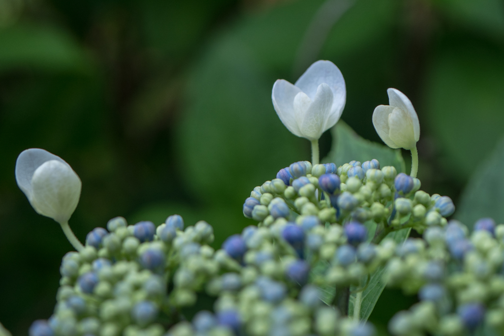 紫陽花2