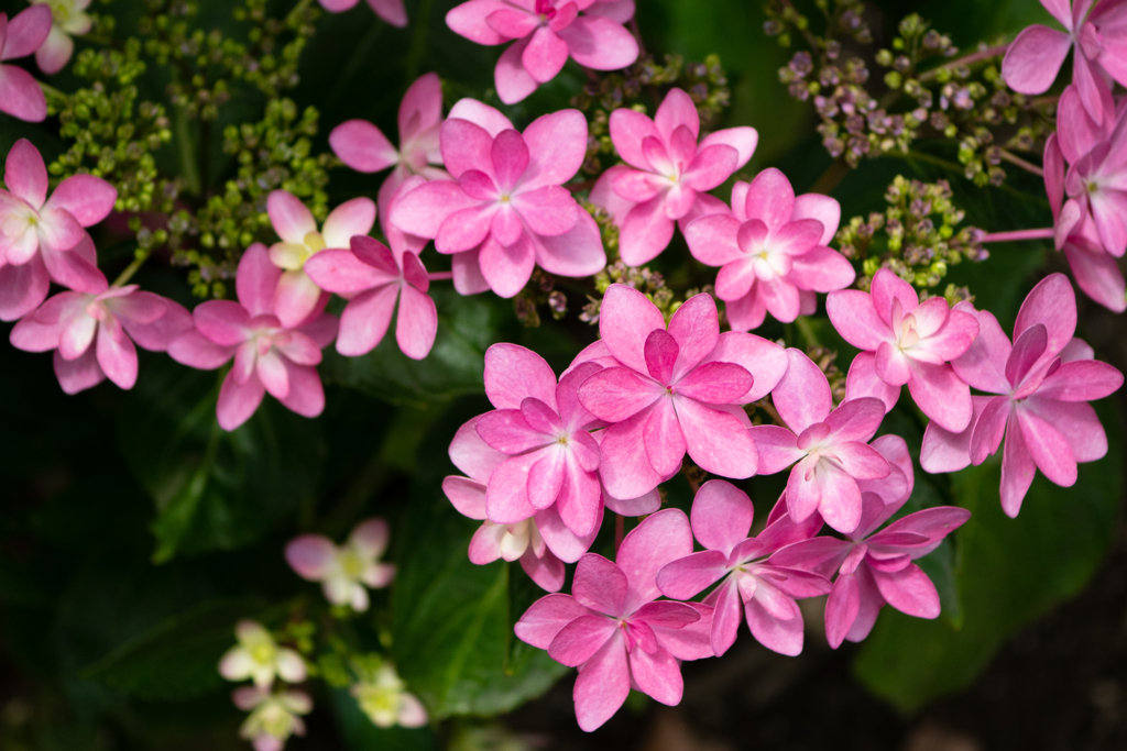 今日は雨模様なので紫陽花3