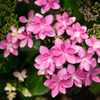 今日は雨模様なので紫陽花3