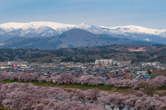 桜越しに４月の蔵王