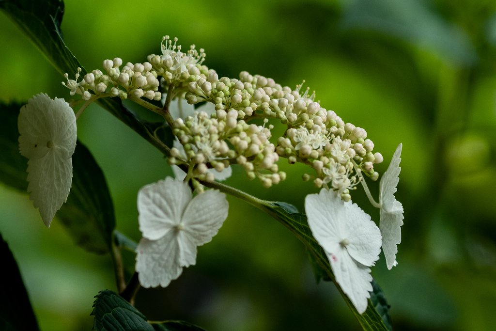 今日は雨模様なので紫陽花4