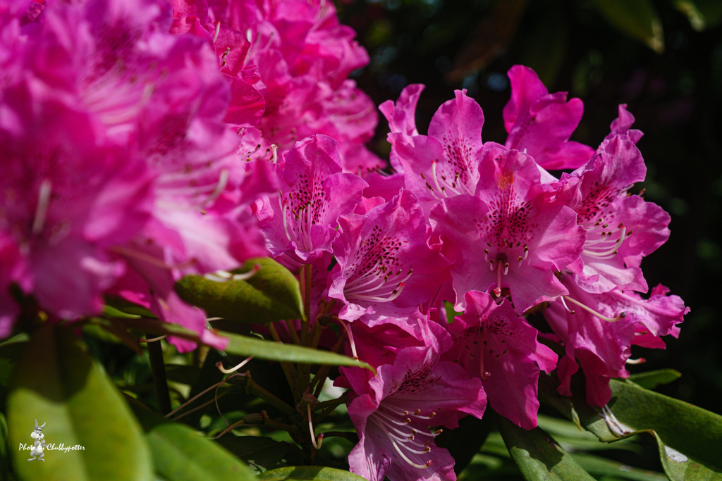 石楠花　4月の花散歩3